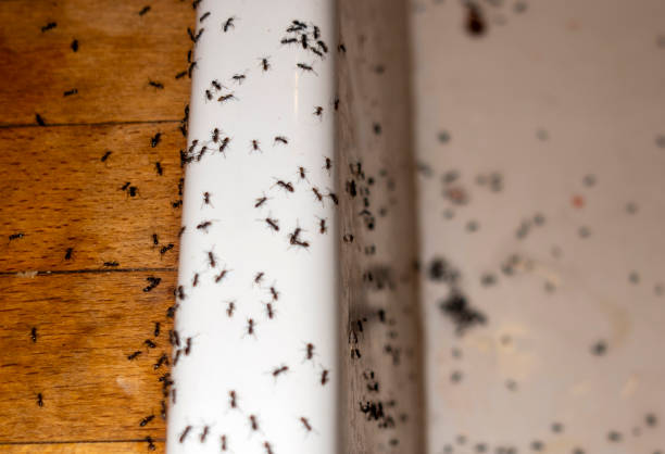 Best Best Pest Control Companies  in Montclair, VA