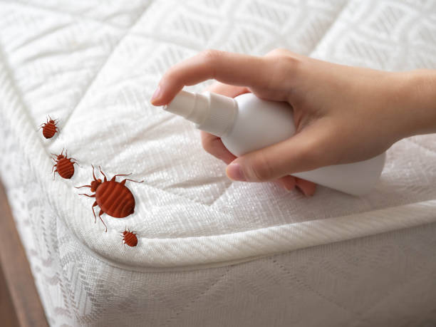 Best Local Pest Control Services  in Montclair, VA