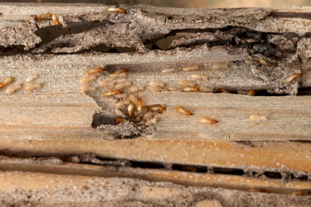 Best Local Pest Control Services  in Montclair, VA